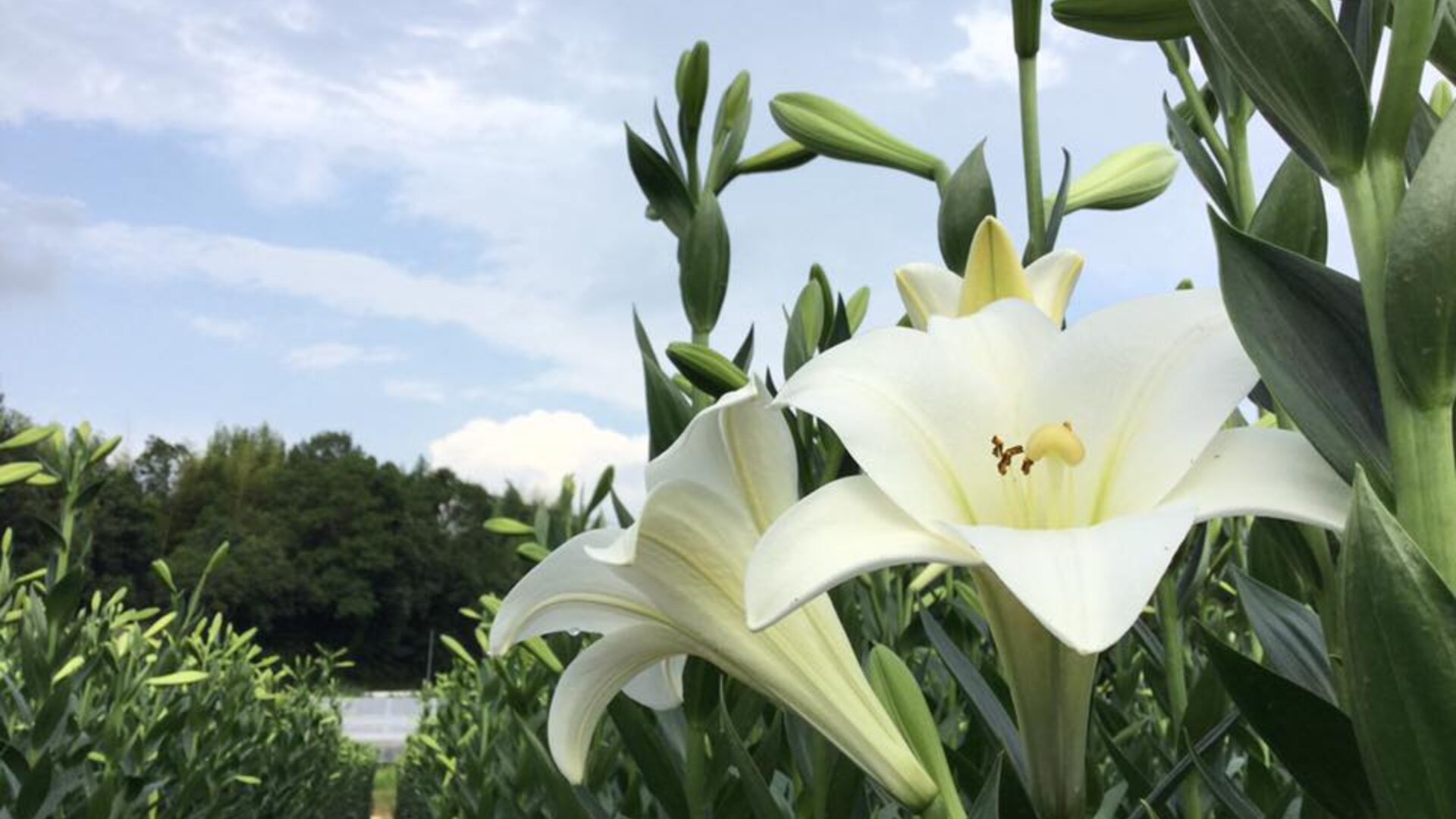 神戸の花、淡河町の新鉄砲ユリの伝統と品質の輝き