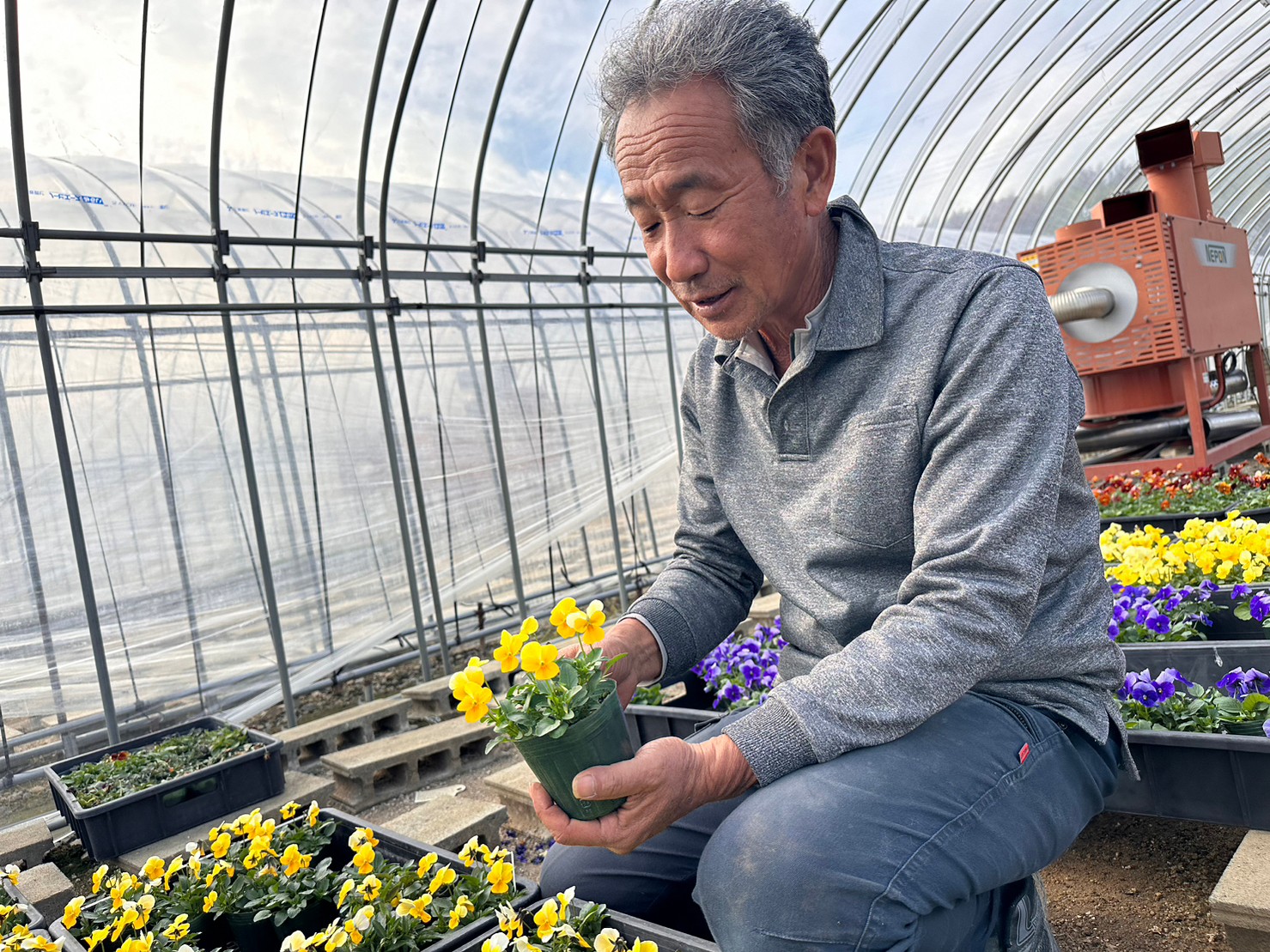 消費者に楽しんでもらえる花を」神戸市西区で40年花を育てるベテラン農家、三浦さん